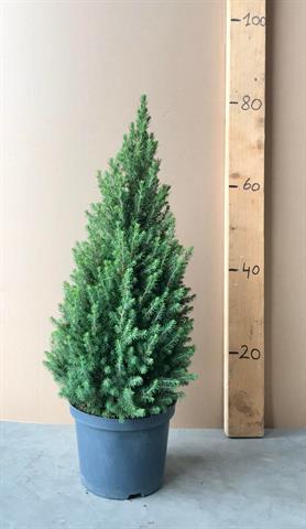 picea