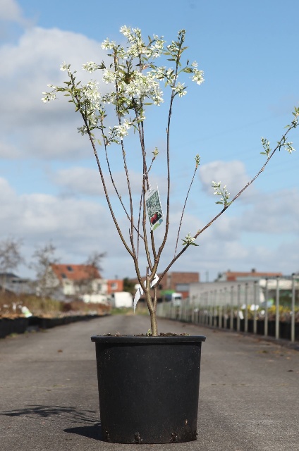 amelanchier
