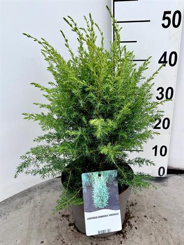 juniperus