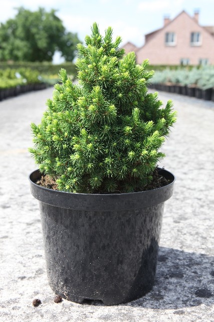 picea