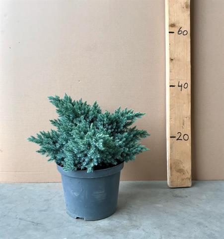 juniperus