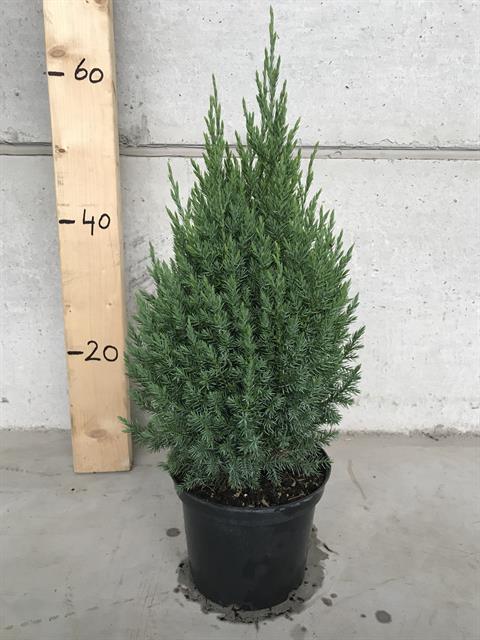 juniperus