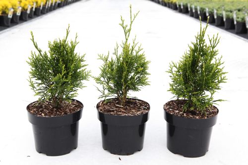 thuja