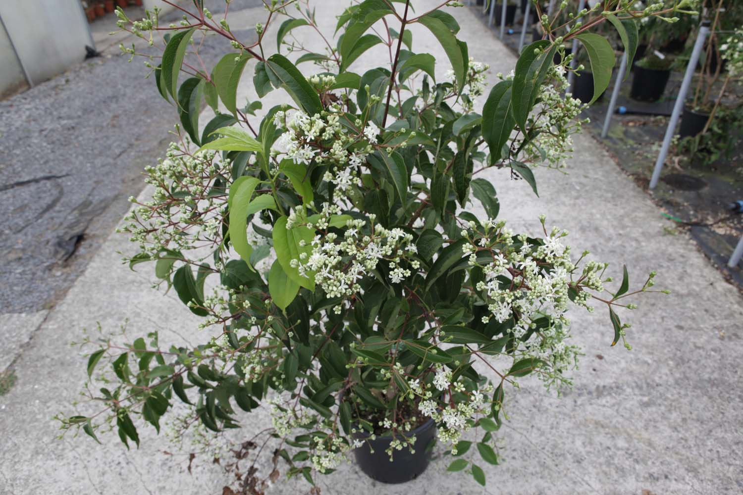 Heptacodium