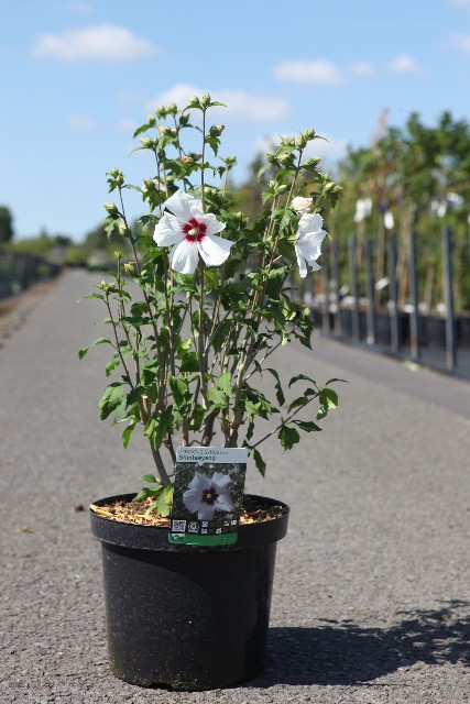 hibiscus syriacus