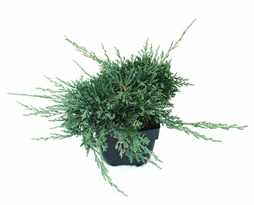 juniperus