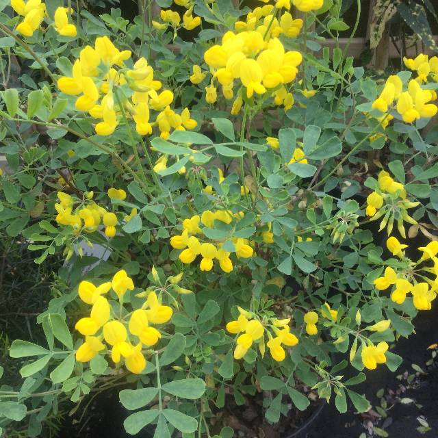 Coronilla