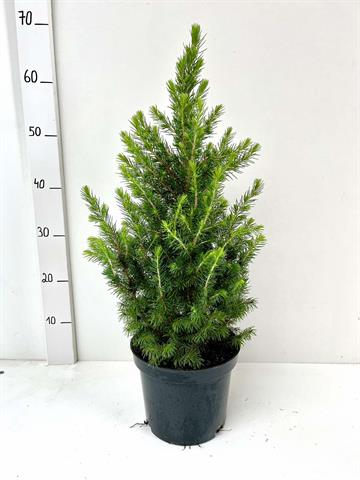 picea