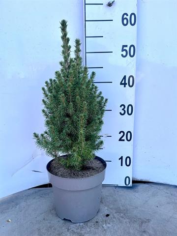 picea