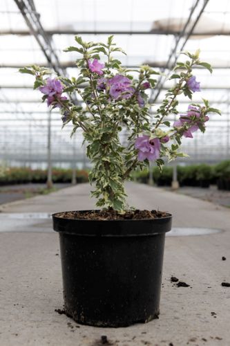 Hibiscus syriacus