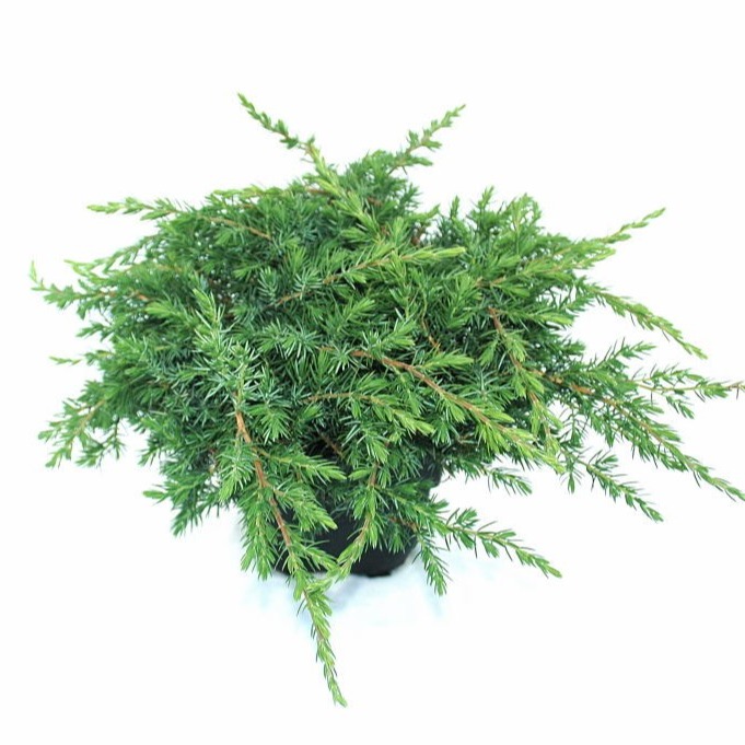 juniperus