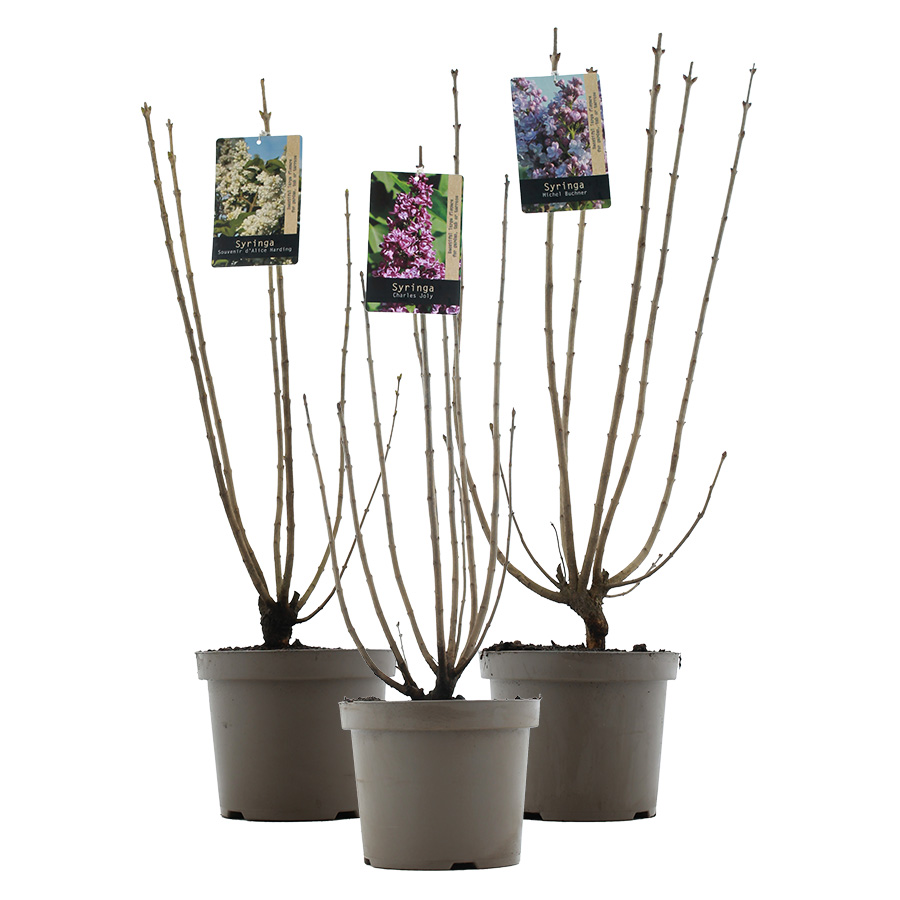 Syringa