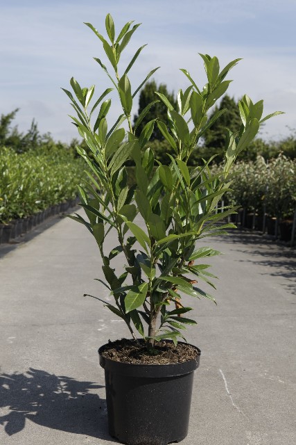 prunus
