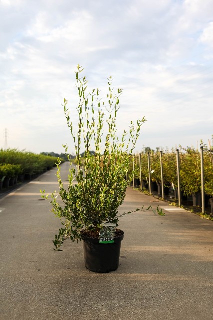 prunus