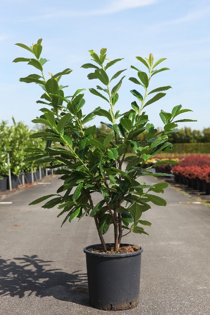 prunus