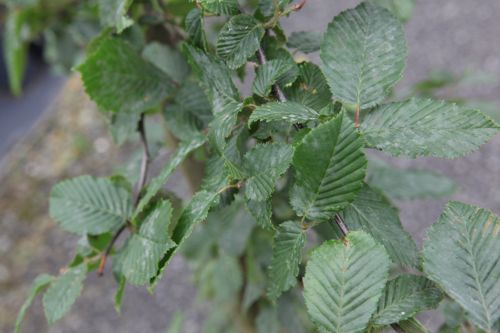 carpinus