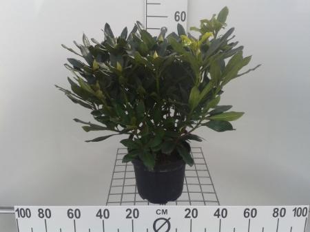 rhodo az. japonica az. mollis pieris
