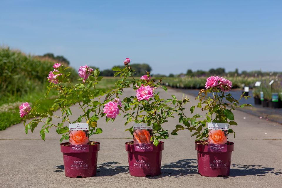 rosa - buisson