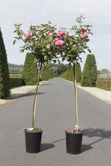 rosa - tige