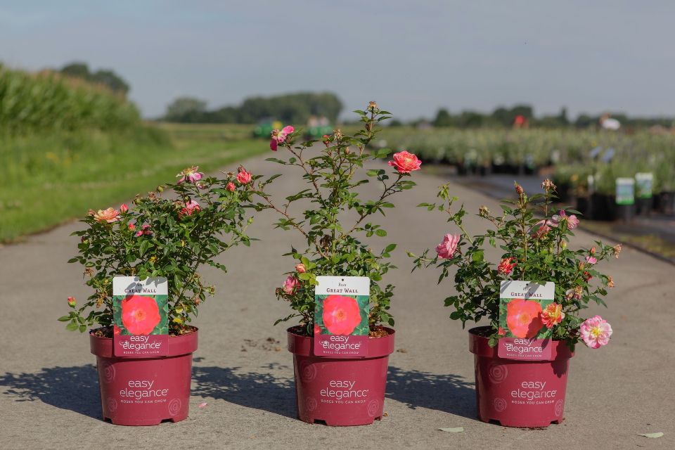 rosa - buisson