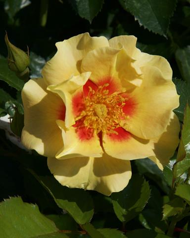 rosa - buisson