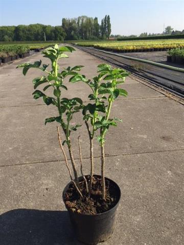 rosiers buisson tige grimpant