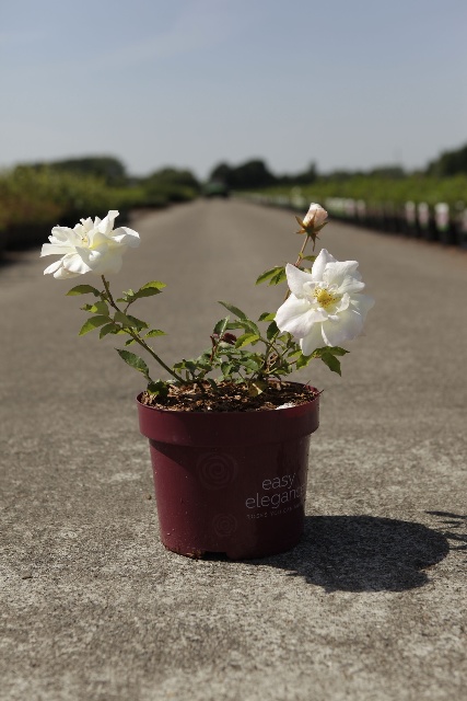 rosa - buisson
