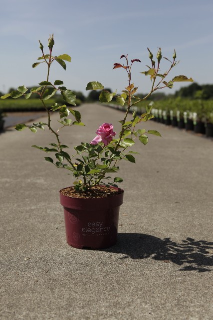 rosa - buisson