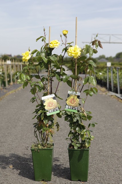 rosa - grimpant
