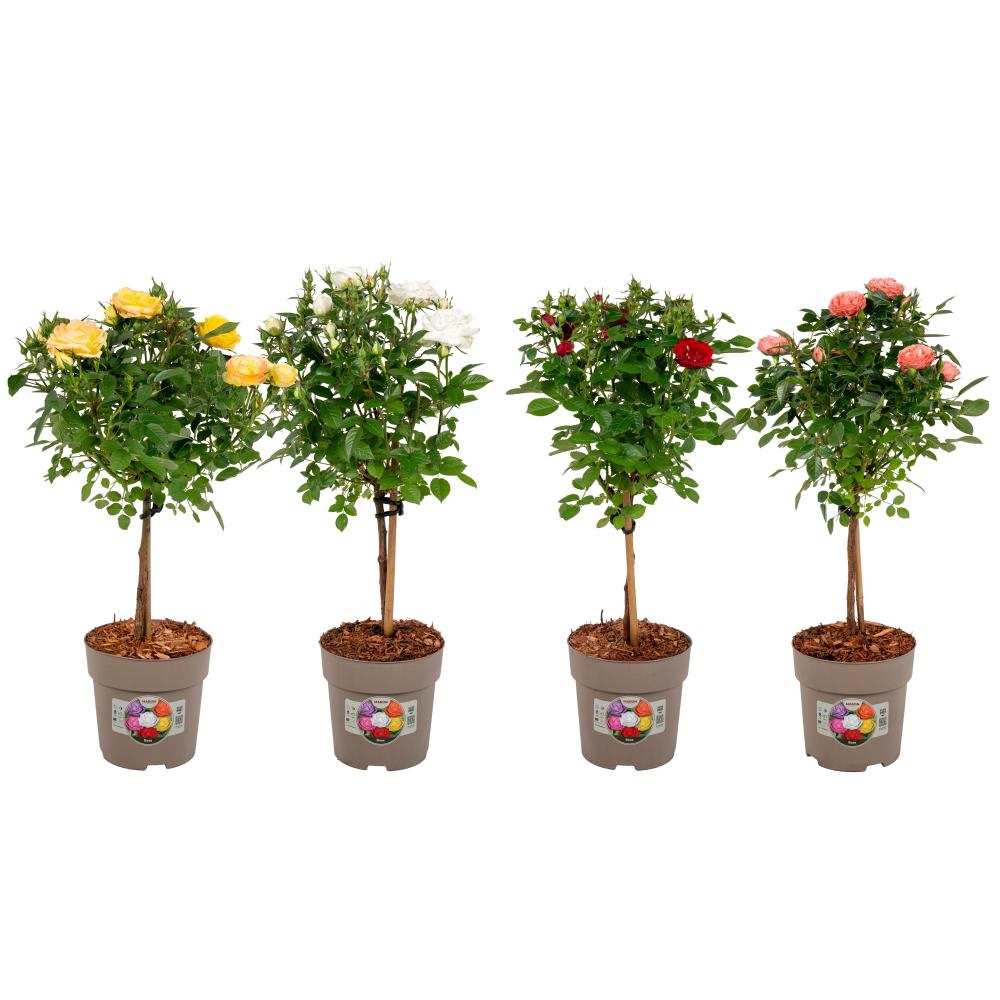 rosiers buisson tige grimpant