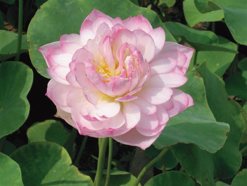 Nelumbo