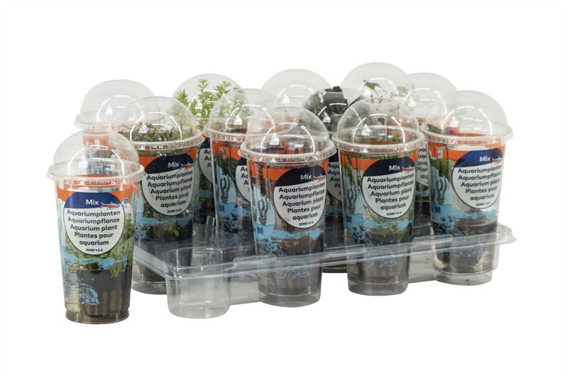 Aquariumplant