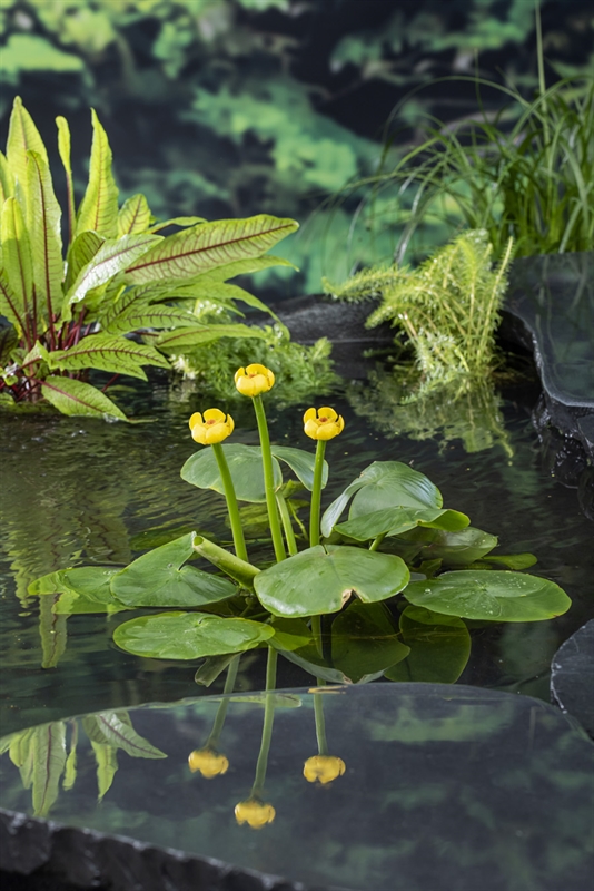 Nuphar