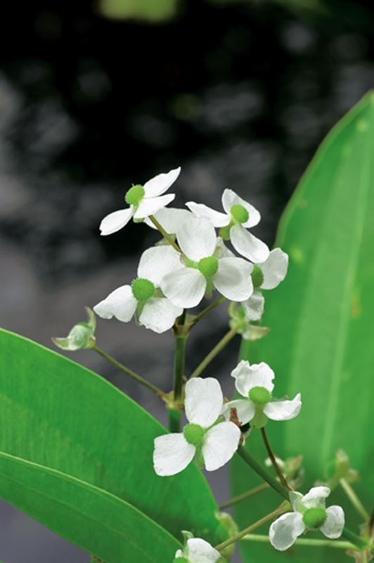 Sagittaria