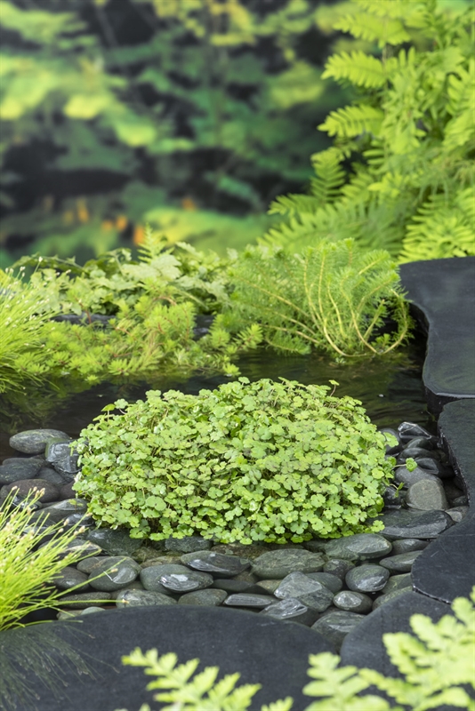 Hydrocotyle