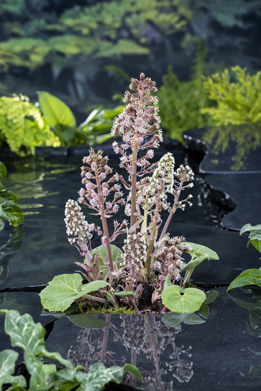 Petasites