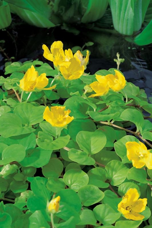 Lysimachia