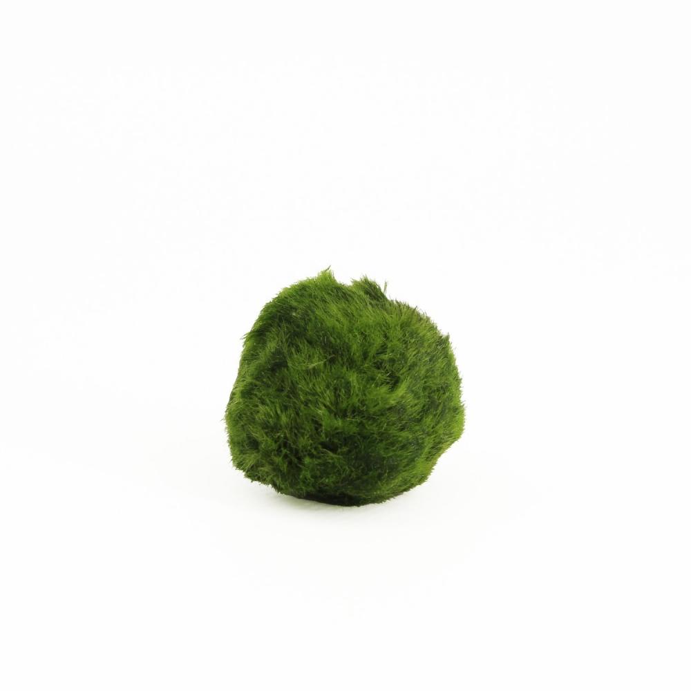 Aegagropila