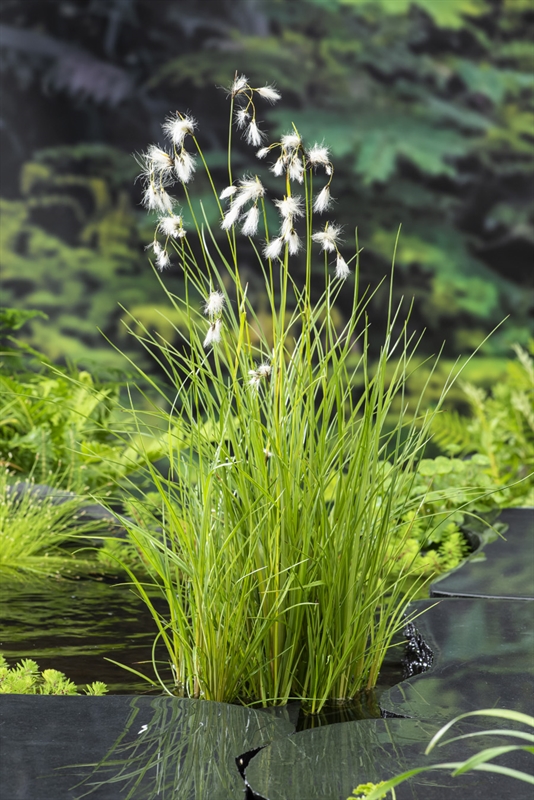 Eriophorum