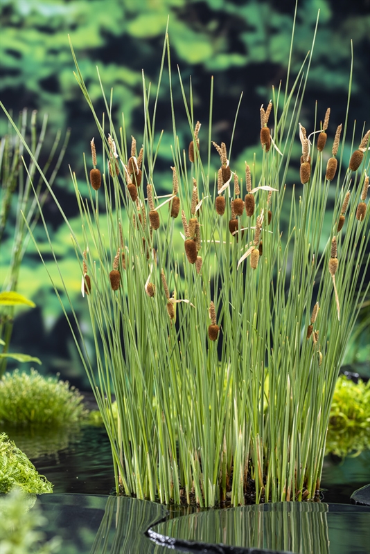 Typha