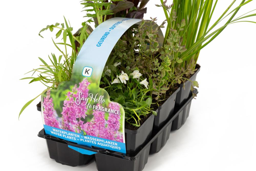 Plantes