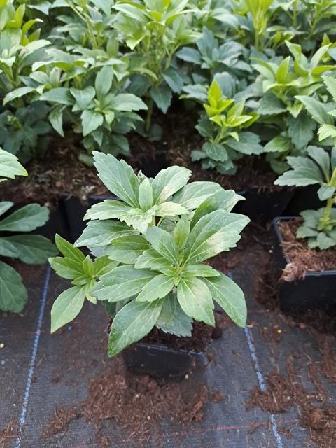 Pachysandra