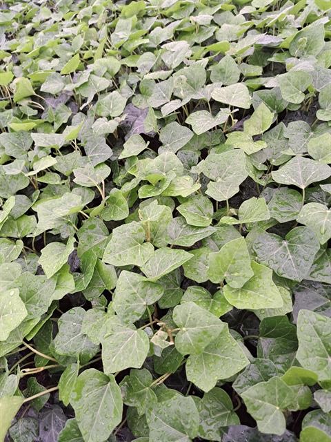 Hedera