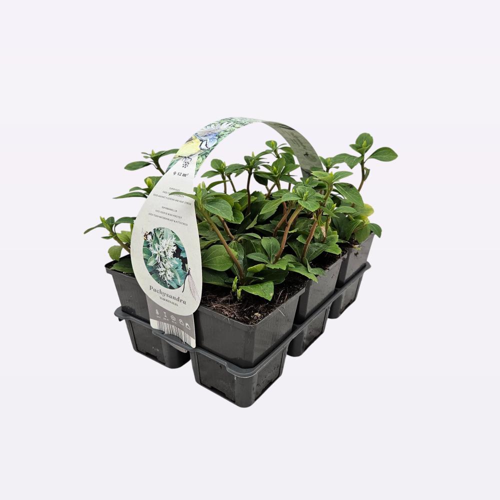 Pachysandra