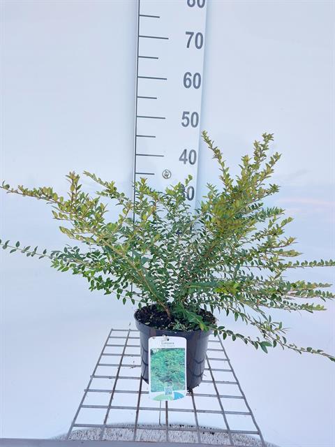 Lonicera