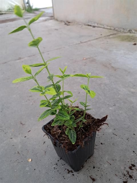 Euonymus
