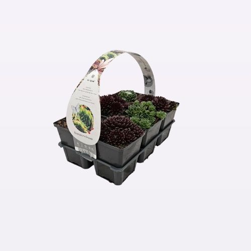 Sempervivum