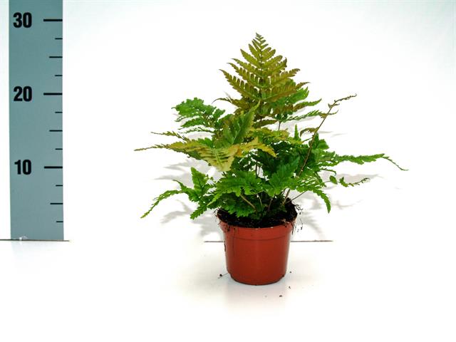 dryopteris