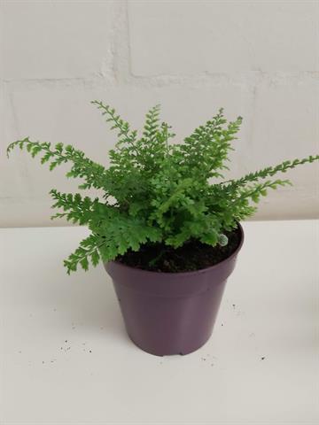polystichum
