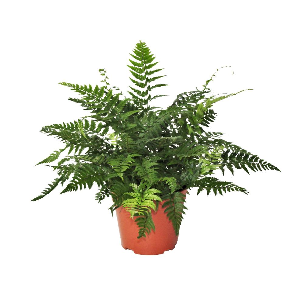 athyrium